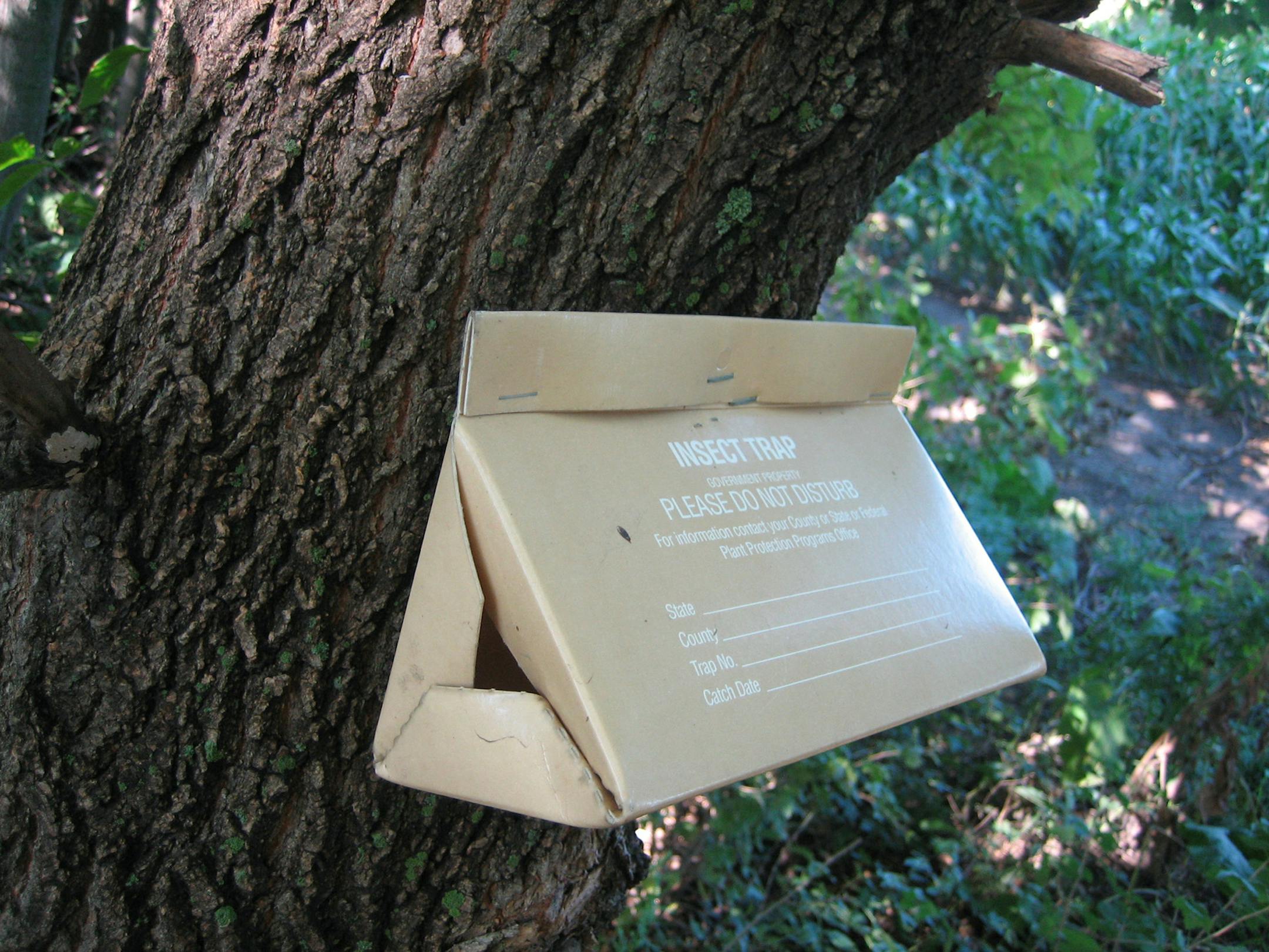 Officials tracking gypsy moths set up a tent-like trap to locate where pests have settled. They then used a biological agent that kills the insects as they emerge as young caterpillars.