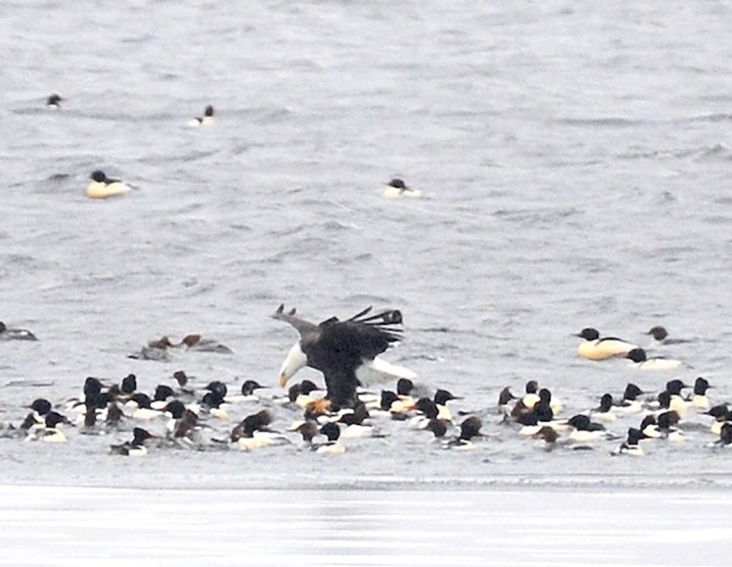 A bald eagle strafes a flock of mergansers, looking for a sick or injured bird.