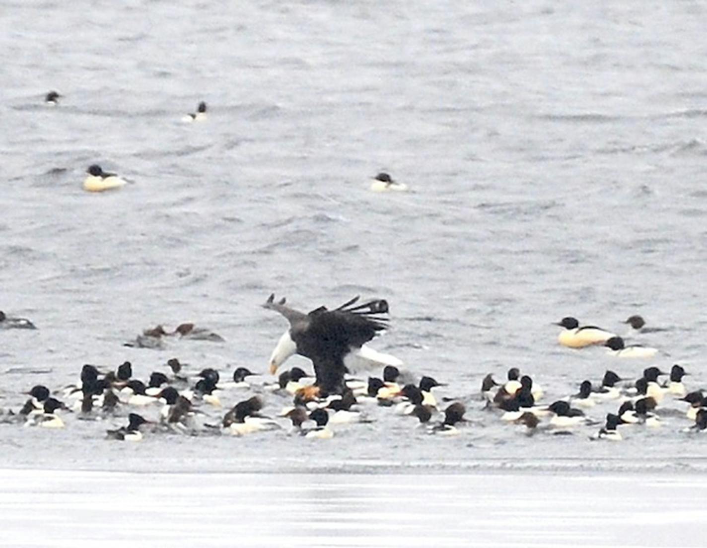 A bald eagle strafes a flock of mergansers, looking for a sick or injured bird.Jim Williams