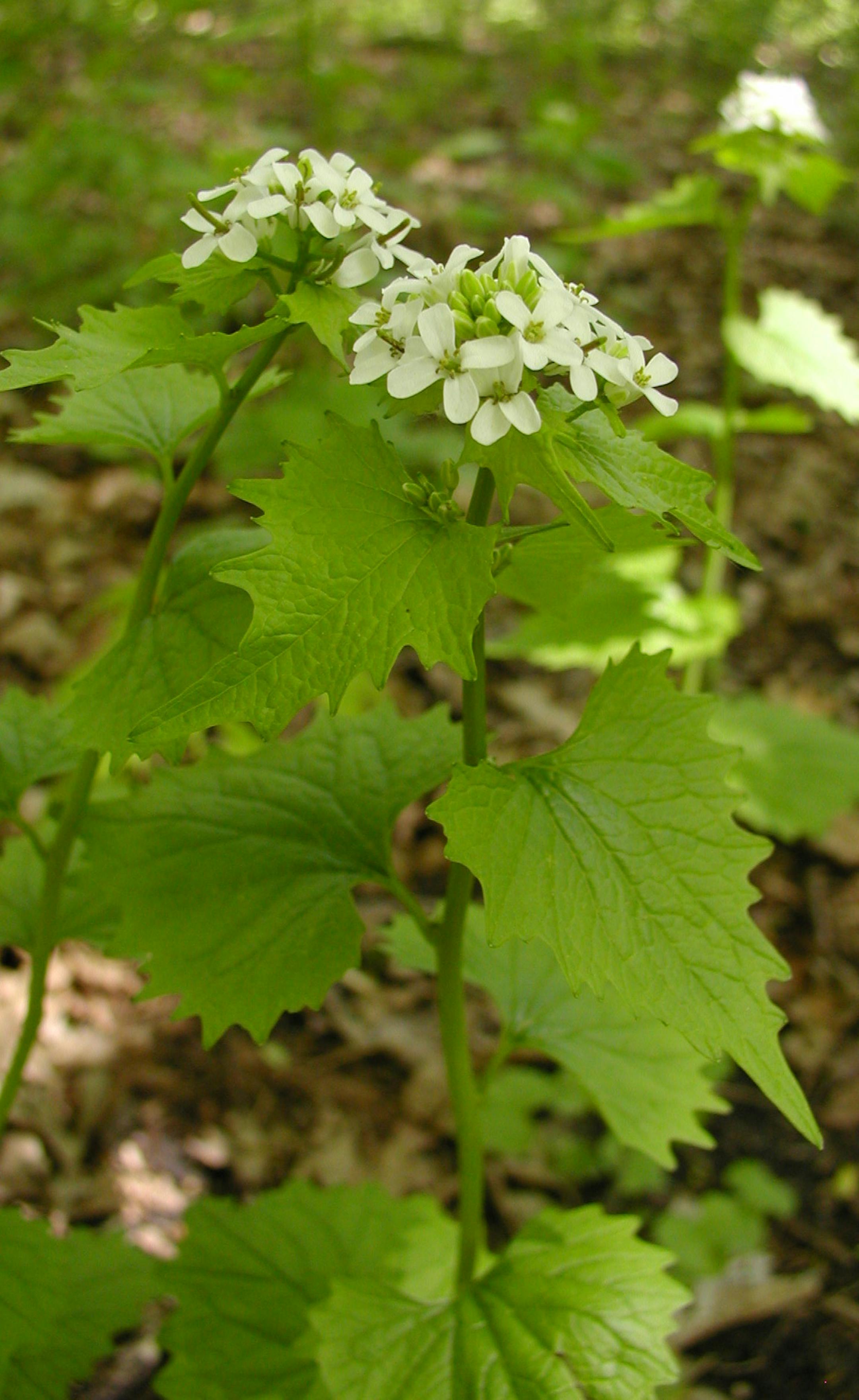 Photo courtesy of the city of Minnetonka: The early flowering stage (shown) is an excellent time to pull invasic garlic mustard plants because the plant is easy to find, given the presence of flowers, and there are no seed pods formed yet. The plant can still be pulled after flowering through the end of June, but it's harder to find without the telltale flowers and by then, the seed pods must be bagged.