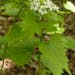 Photo courtesy of the city of Minnetonka: The early flowering stage (shown) is an excellent time to pull invasic garlic mustard plants because the pla