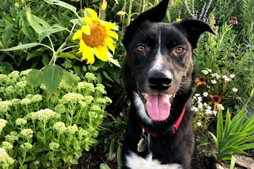 Angus in late August. Photo by Laurie Hertzel.