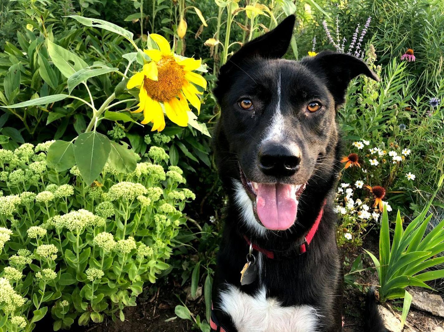 Angus in late August. Photo by Laurie Hertzel.