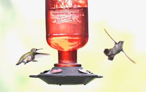 As one hummingbird approaches a red hummingbird feeder, another flies away.