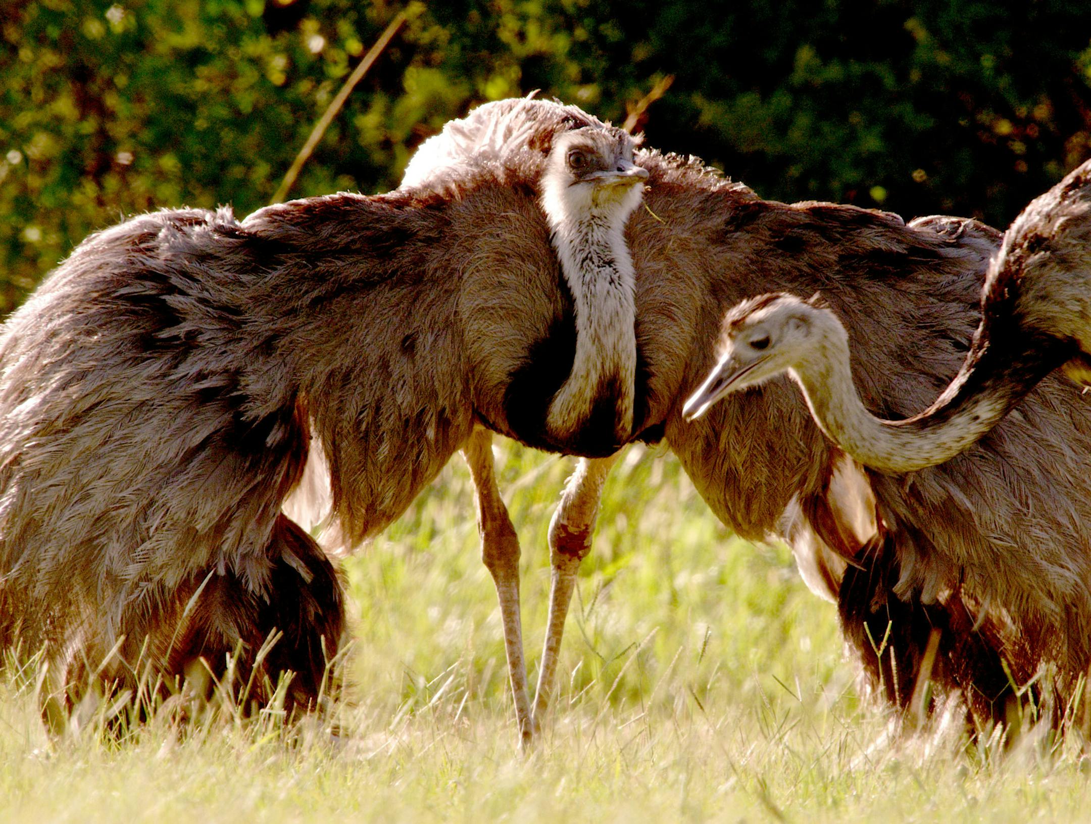 Two rheas, one with its wings opene, Nature "Big Birds Can't Fly" provided by Ralph Bower ORG XMIT: rhe_open_wings_2_1.313.1