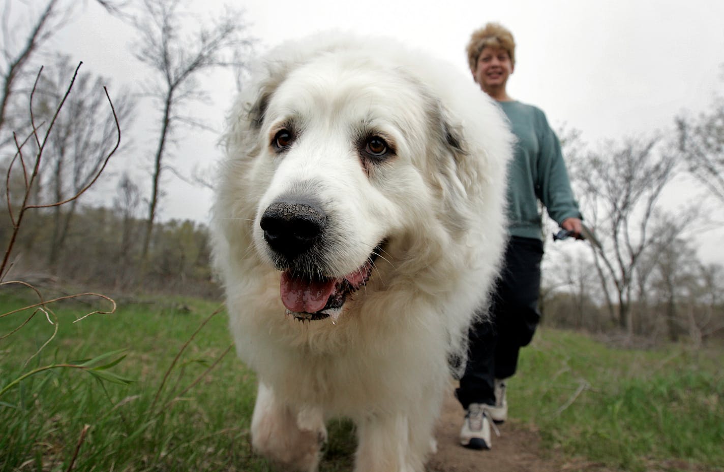 Houston, a Great Pyrenees, walked with owner Diana Vidmar of Shorewood at Purgatory Park in Minnetonka on Thursday. They go there two or three times a week.