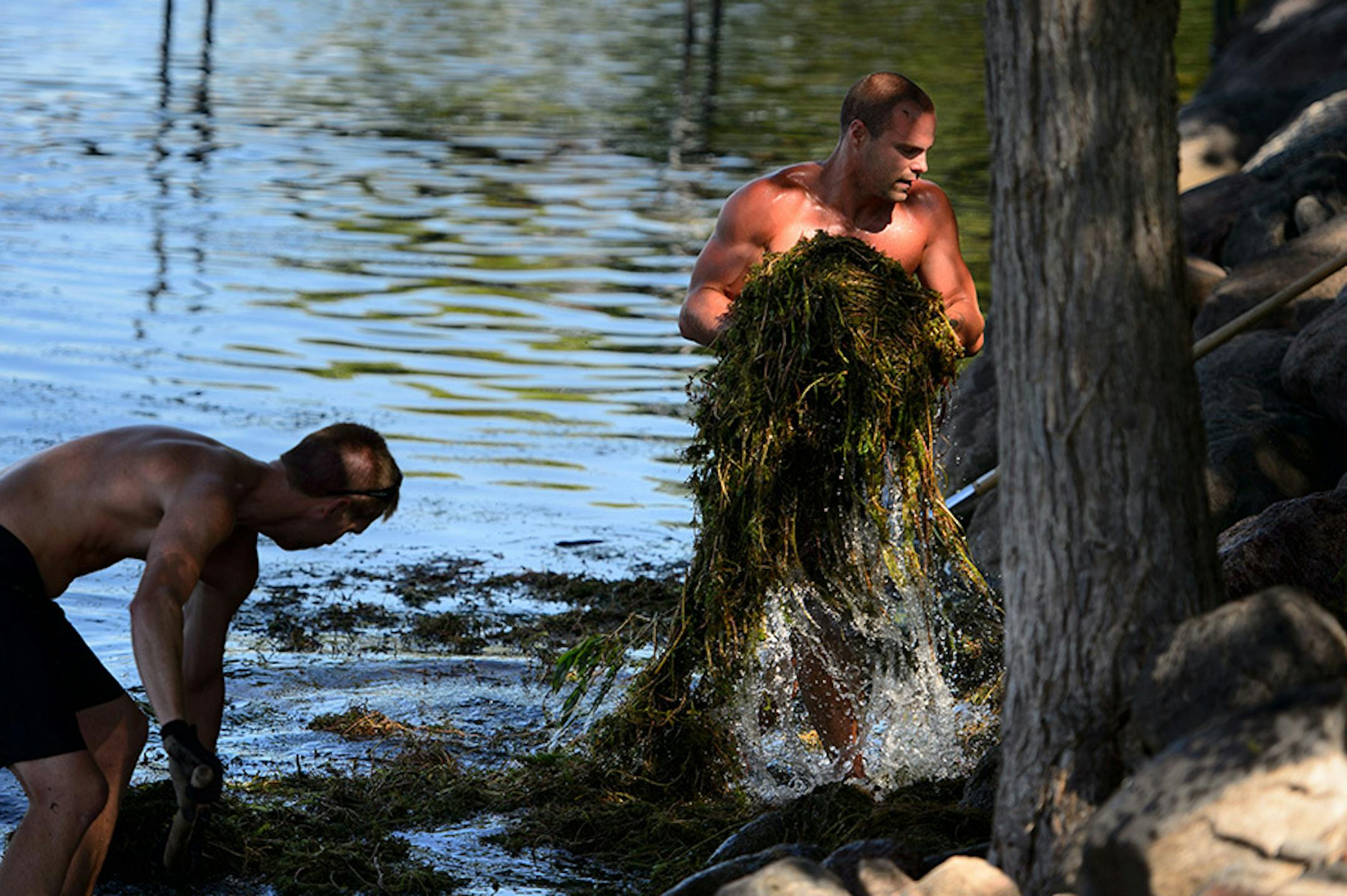 Life's A Beach Shoreline Services owner Josh Leddy pulled a heavy pile of lake weeds from the Lake Minnetonka shoreline.