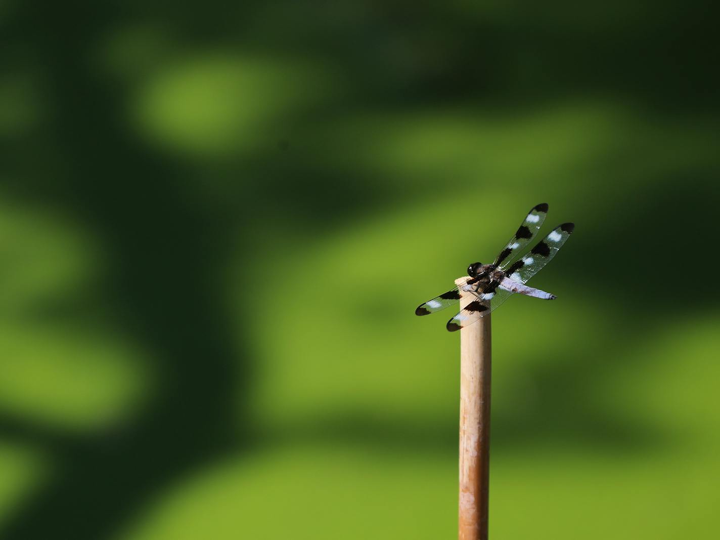 A dragonfly on a limb with an accumulation of duckweed and algae bloom in the background on the waters in Winchester Pond Wednesday, July 23, 2019, in Bloomington, MN.]