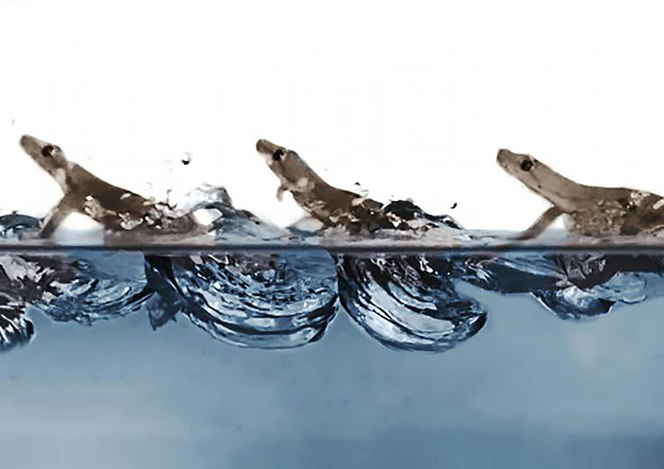 A photo provided by Pauline Jennings of the PolyPEDAL Lab at the University of California, Berkeley, shows an Asian house gecko running on water by slapping the surface rapidly and using surface tension to keep its body above the surface. (Pauline Jennings/PolyPEDAL Lab, UC Berkeley via The New York Times) -- NO SALES; FOR EDITORIAL USE ONLY WITH NYT SCI-GECKOS-WATER BY JAMES GORMAN FOR DEC. 11, 2018. ALL OTHER USE PROHIBITED.
