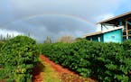 &#x201a;EURoeA lot of sun and a lot of rain&#x201a;EUR&#xf9; make Kauai a good place to grow many different fruits, says a member of an orchard-owning