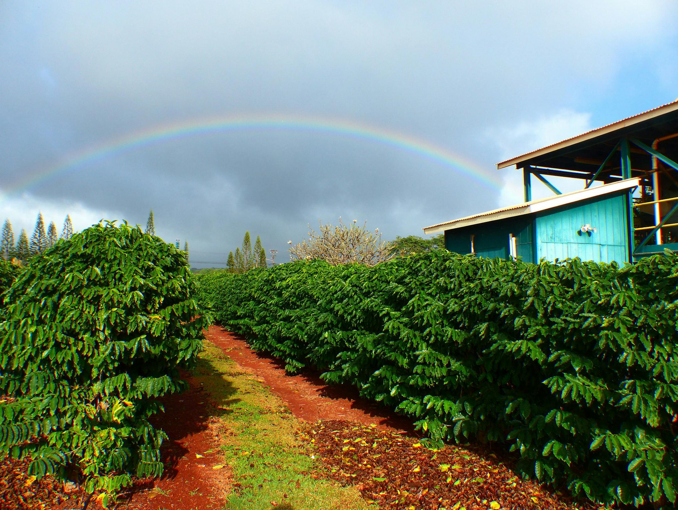 ‚EURoeA lot of sun and a lot of rain‚EURù make Kauai a good place to grow many different fruits, says a member of an orchard-owning family. (Daniel Beekman/Seattle Times/TNS) ORG XMIT: 1240654