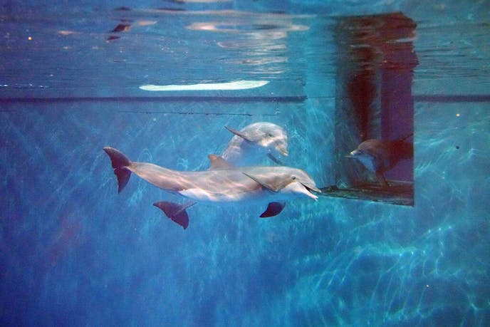 Minnesota Zoo hosting seven bottlenose dolphins