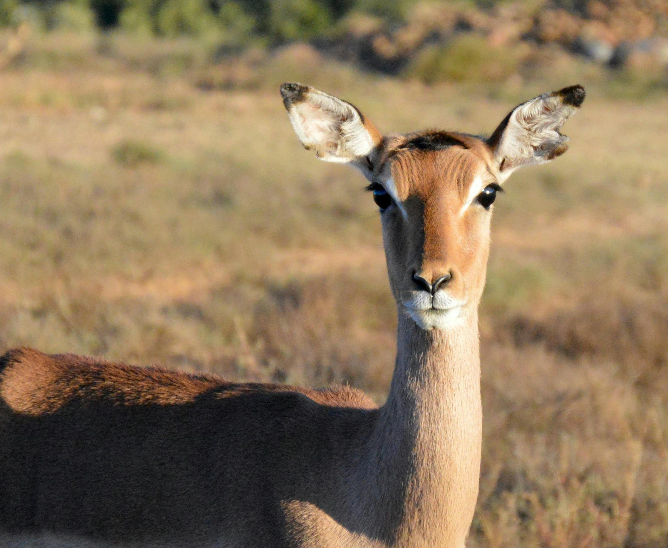 The impala picture I took was not at the Addo Elephant park. It was taken at a private reserve call Hellspoort Valley Farm, approximately 15,000 acres in the Eastern Cape of South Africa. There is a story behind this impala. Her nickname is ìBokkiî, her mother died when she was young by getting tangled in a fence. The owners of Hellspoort bottle fed her until she was old enough to be released into the reserve. Once she was released into the reserve, she would occasionally visit by comi