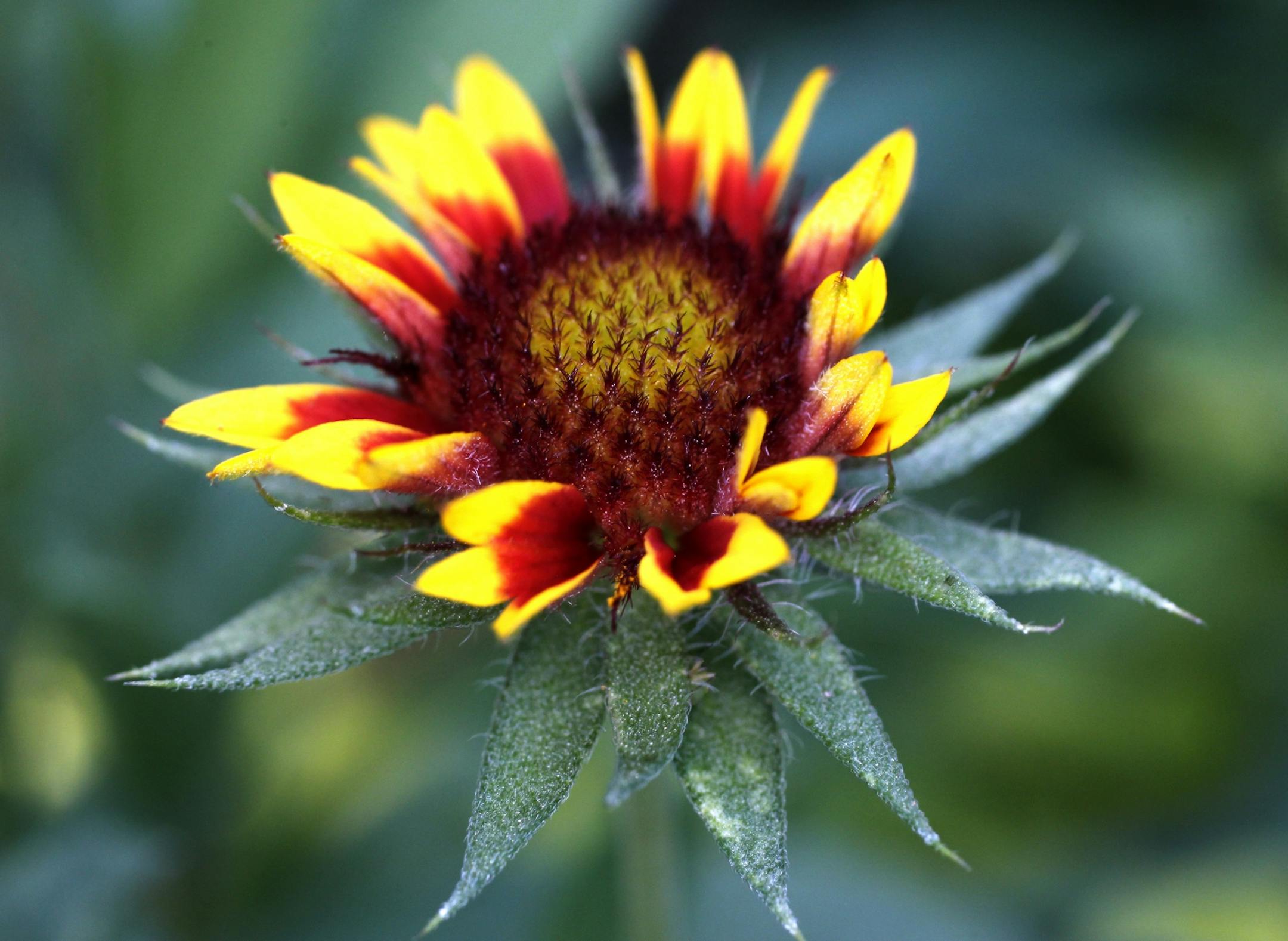 Tricia Forstad has both front yard and a huge sloping backyard garden with several ponds which were under some replanting projects.