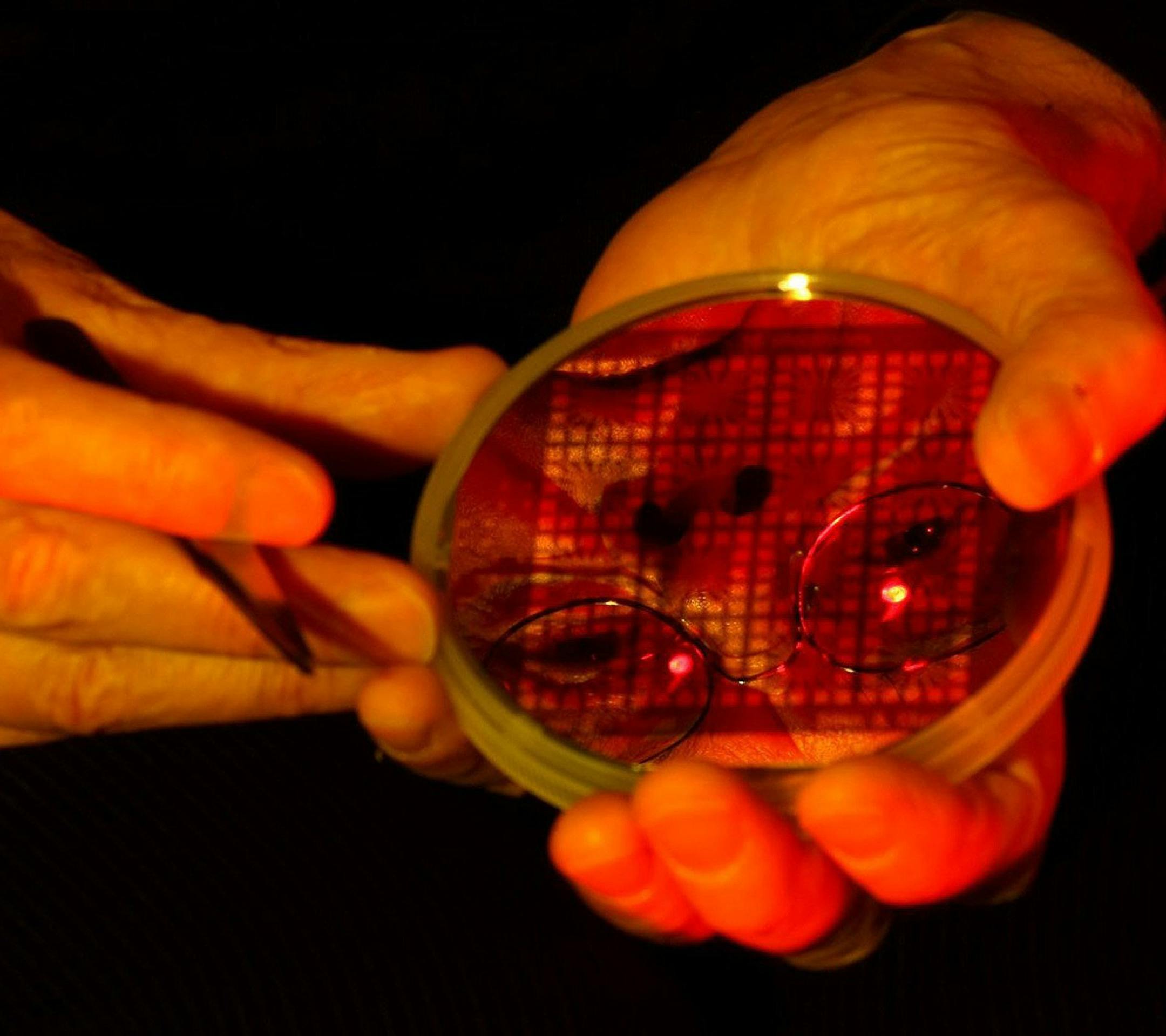 Dr. Jim Gimzewski's face is reflected in a petri dish of silicon computer chips that are being used in his experiment to build a computer with the computational power of the brain in his lab at UCLA in Westwood, Calif., July 24, 2013. (Genaro Molina/Los Angeles Times/MCT)
