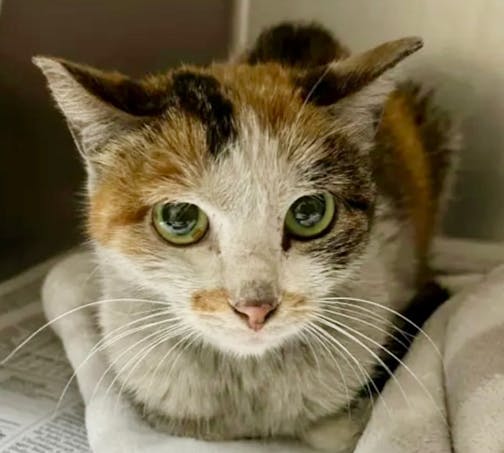 A skinny, dirty calico cat sits hunched up inside a kennel.