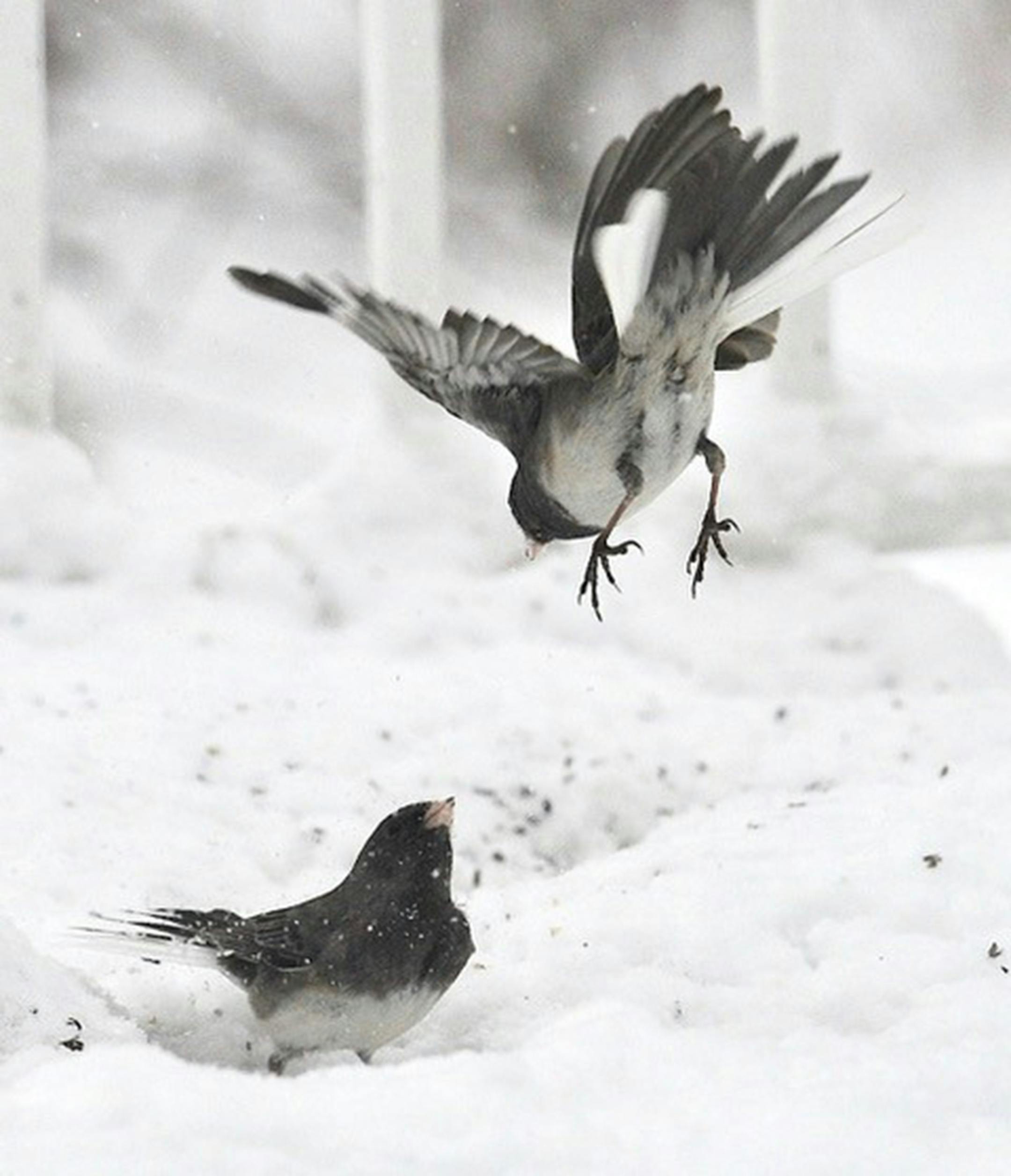 Juncos in snow. Jim Williams photo