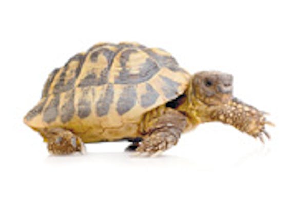 Herman's Tortoise in front of a white backgroung ©istockphoto.com/Eric Issele