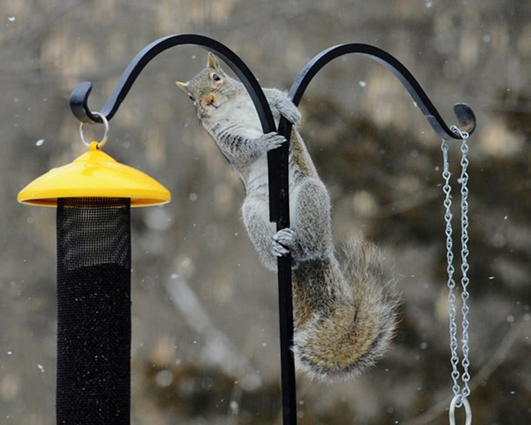 Squirrels can be kept out of feeders. No, really.