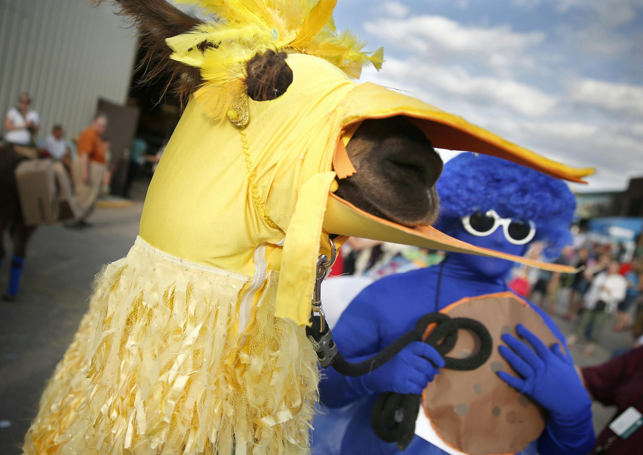 At the 4H llama dressing contest at the Minnesota State Fair on Aug. 27, 2014, Big Bird a.k.a. Rizzolli the Argentinian llama was waiting for showtime with her owner Rachel Meany a.k.a. Cookie Monster. ] Richard Tsong-Taatarii/rtsong-taatarii@startribune.com ORG XMIT: MIN1408272000459356