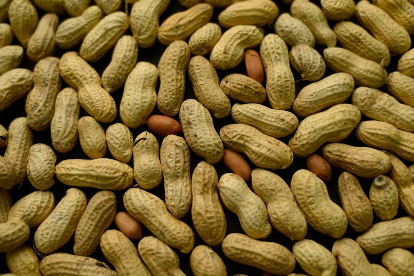 This Feb. 20, 2015, photo shows an arrangement of peanuts in New York. For years, parents of babies who seem likely to develop a peanut allergy have gone to extremes to keep them away from peanut-based foods. Now, a major study suggests that is exactly the wrong thing to do.