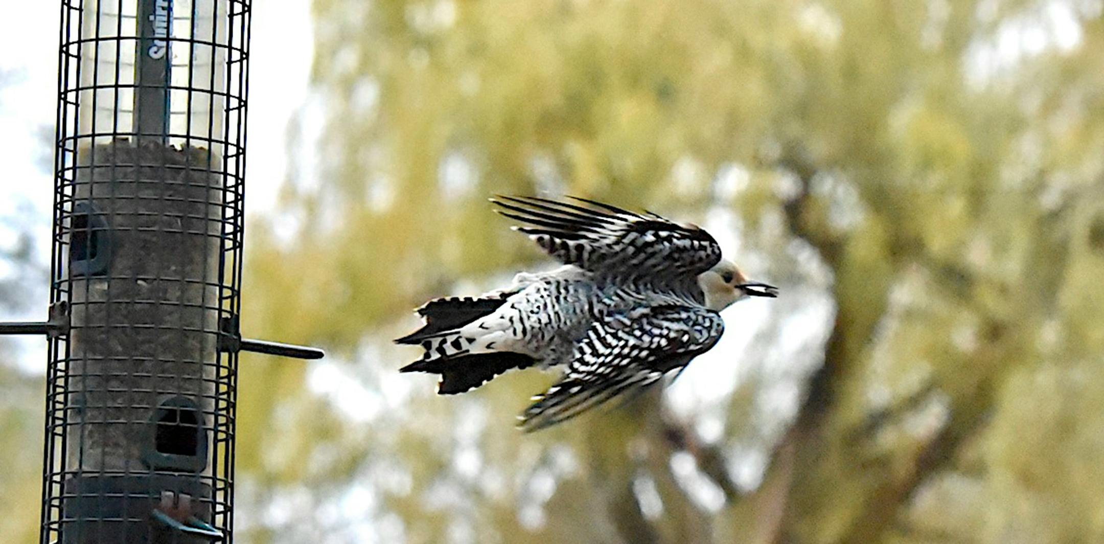 Red-bellied woodpeckers are seed cachers, stashing food for later. Jim Williams photo