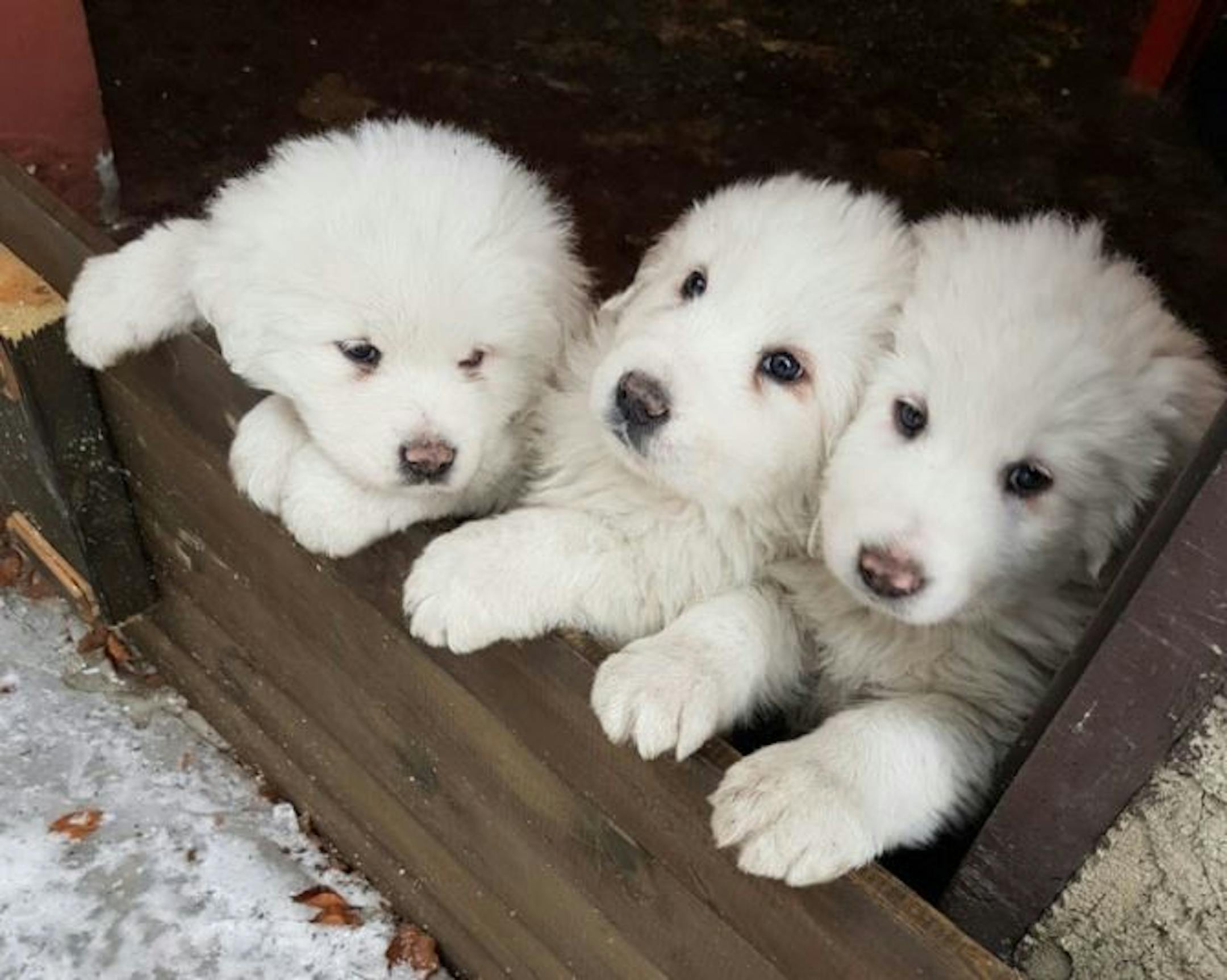 In this photo taken on Tuesday, Jan. 17, 2017 three puppies stay close to each other at the Hotel Rigopiano, near Farindola, central Italy, a day before an avalanche buried the hotel.