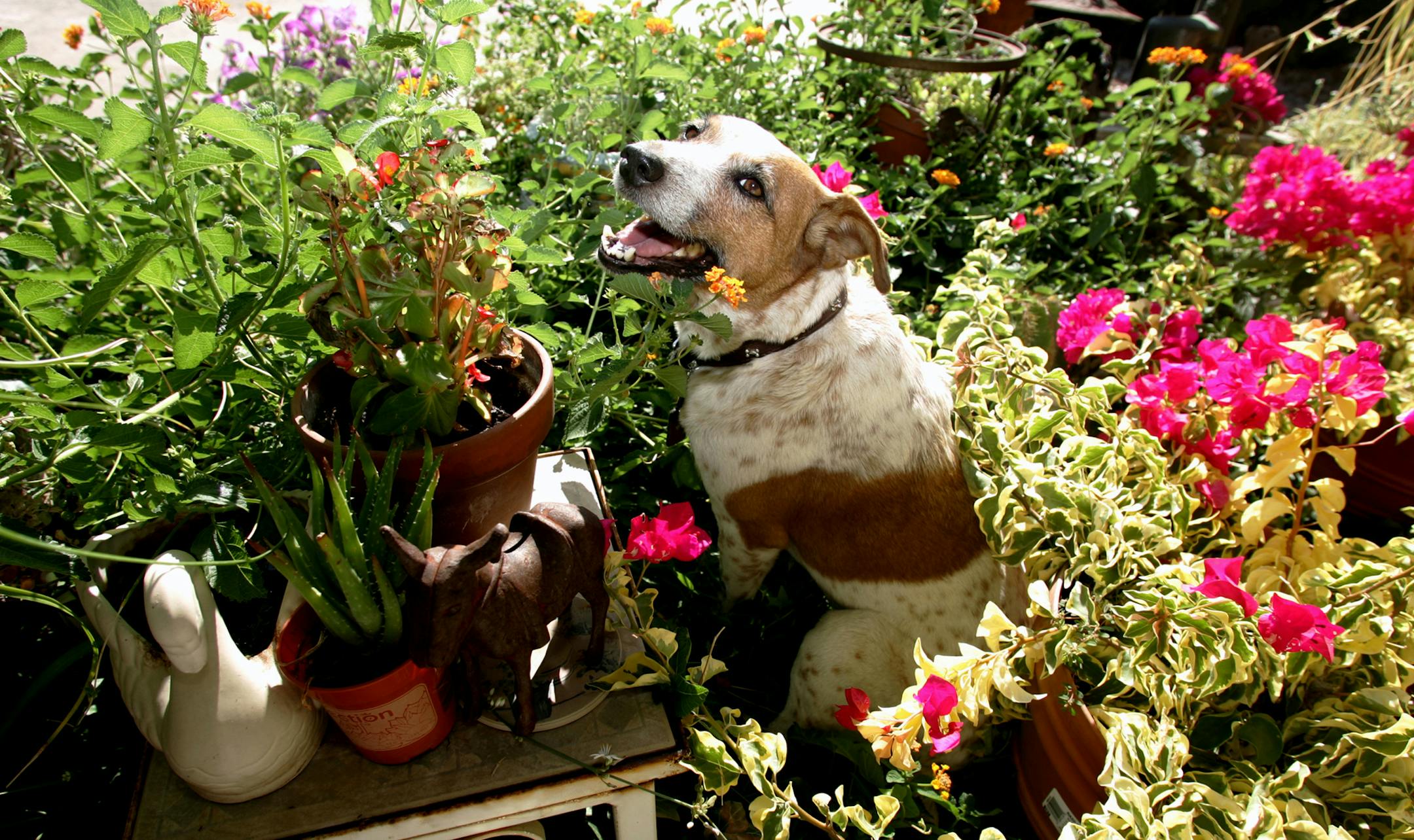Certain plants can harm your dog if ingested. Pesticides, herbicides and fertilizers also can pose a threat. (Kurt Hegre/Fresno Bee/MCT) ORG XMIT: 1076531