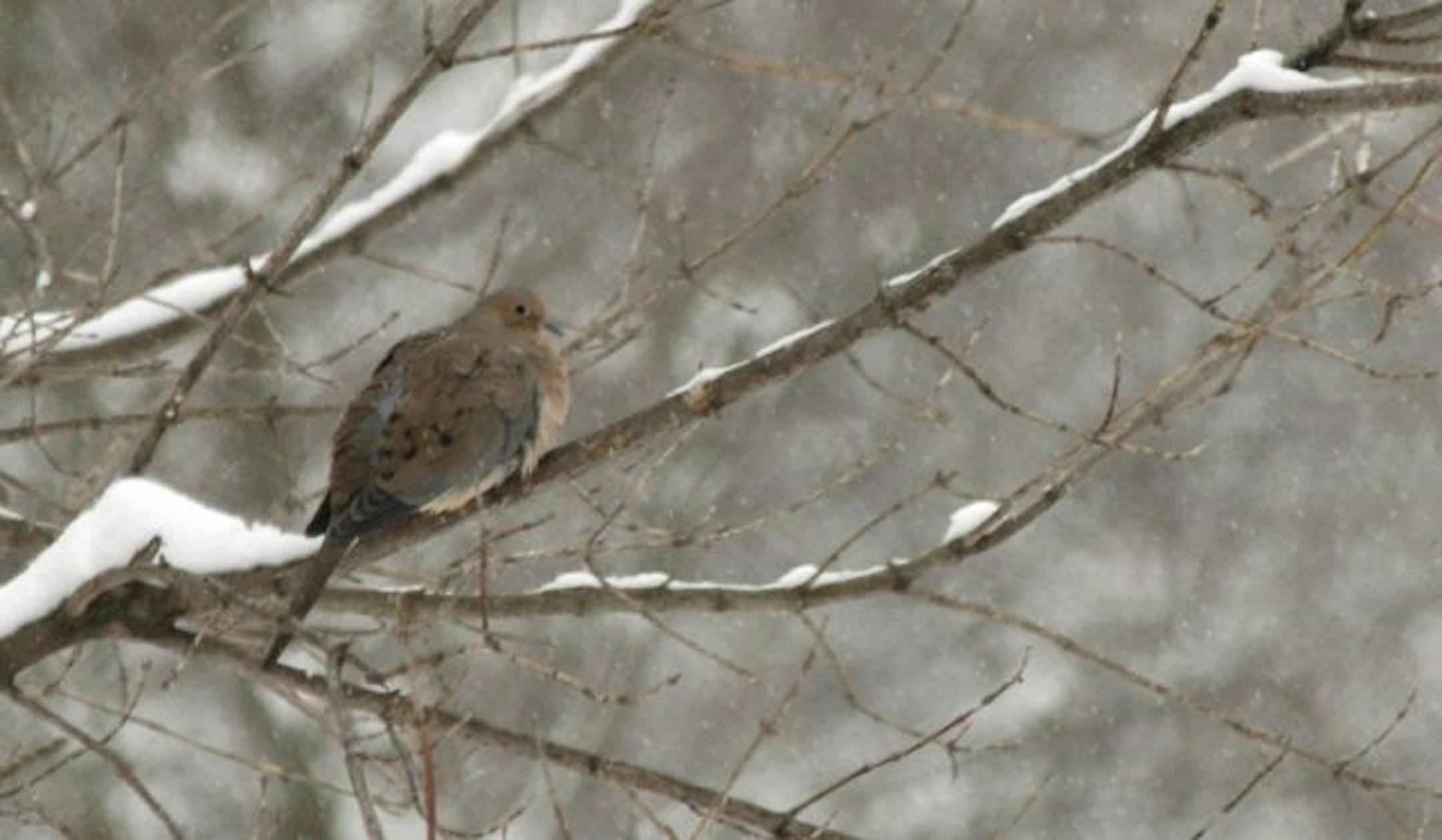 A mourning dove is a native replacement for the turtledove.