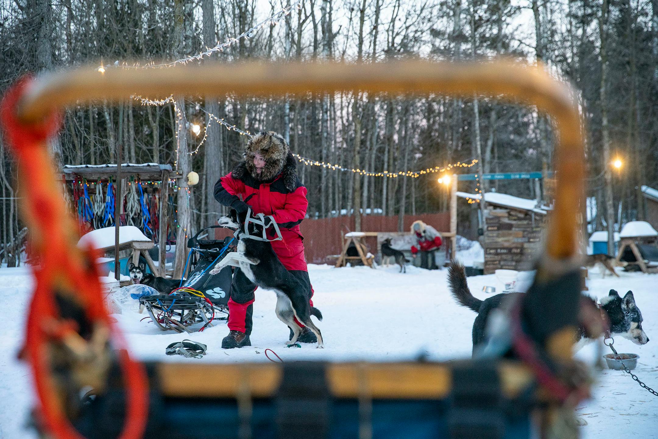 Colleen Wallin unhooked Zoe after her training run on January 26, 2021.