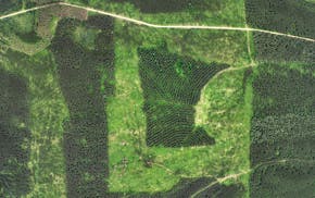 A patch of Minnesota-shaped woods in Baudette, Minn., on June 7, 2023.