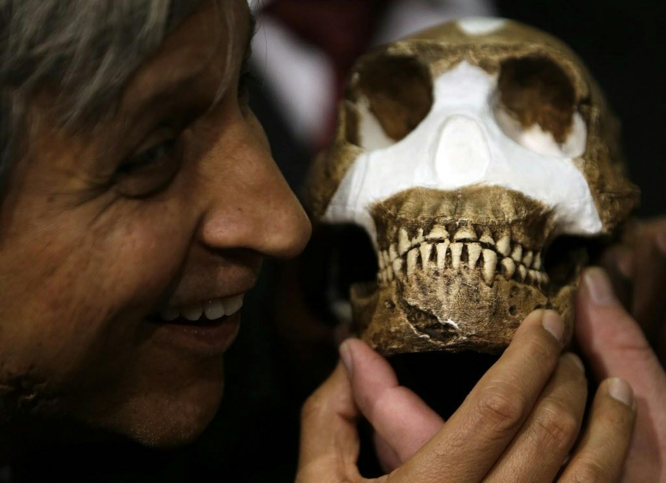 Professor Adam Habib, holds a reconstruction of Homo naledi presented during the announcement made in Magaliesburg, South Africa, Thursday, Sept. 10, 2015. Scientists say they�ve discovered a new member of the human family tree, revealed by a huge trove of bones in a barely accessible, pitch-dark chamber of a cave in South Africa, showing a surprising mix of human-like and more primitive characteristics.
