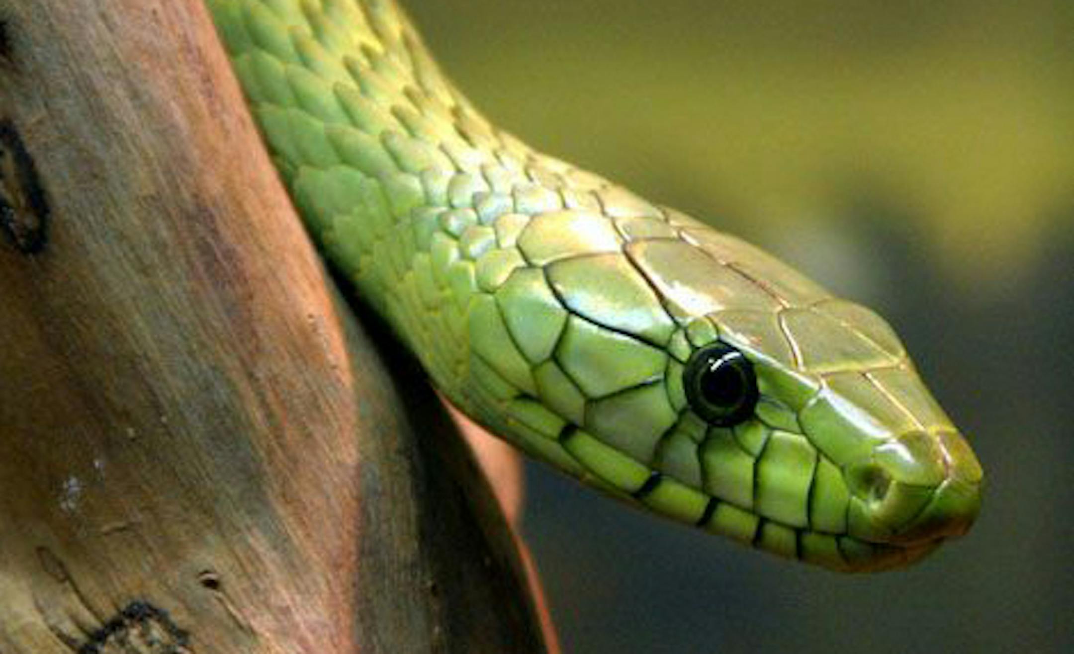 Western African green mamba