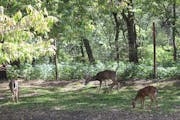 Deer have lived on the Schell's brewery grounds for 159 years.