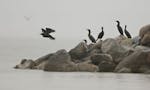 Cormorants on a stony point at one end of Little Pelican Island on Leech Lake, where culling of the flock is standard when state officials determine t
