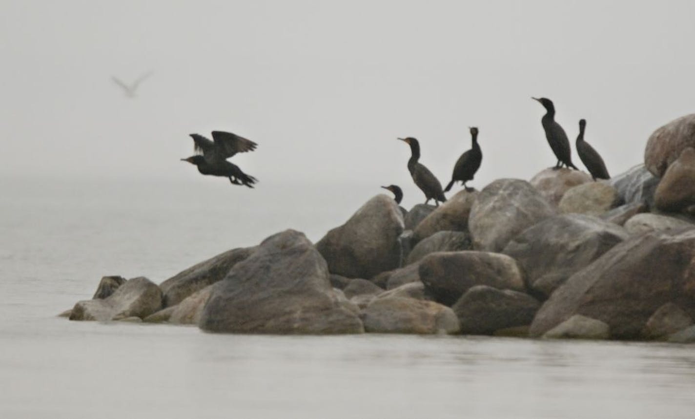 Cormorants on a stony point at one end of Little Pelican Island on Leech Lake, where culling of the flock is standard when state officials determine that the birds have compromised fisheries stock.