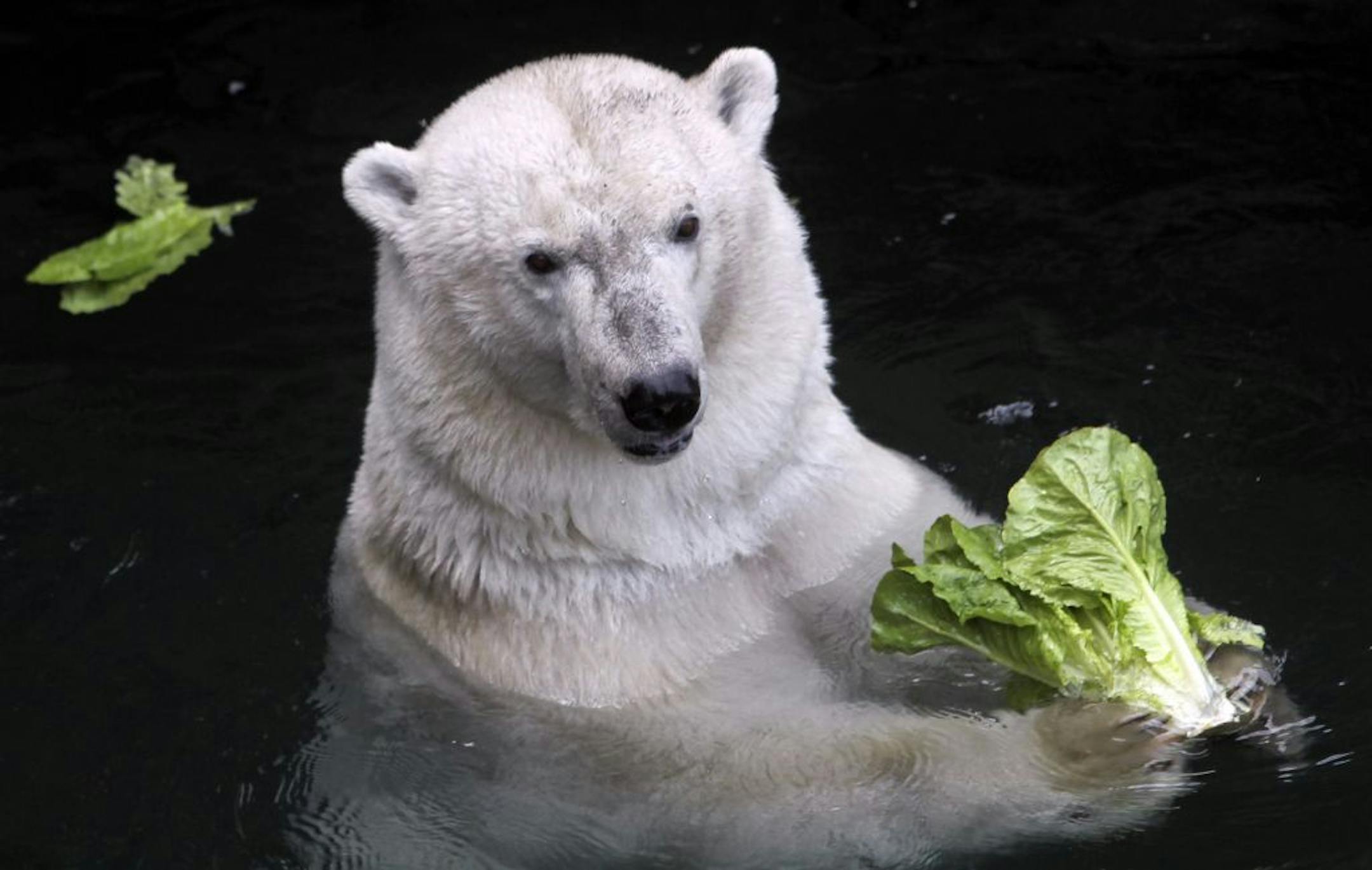 Berlin snacked on lettuce as she acclimated to her new surroundings at the Como Zoo in St. Paul, MN, Tuesday, Aug. 14, 2012.