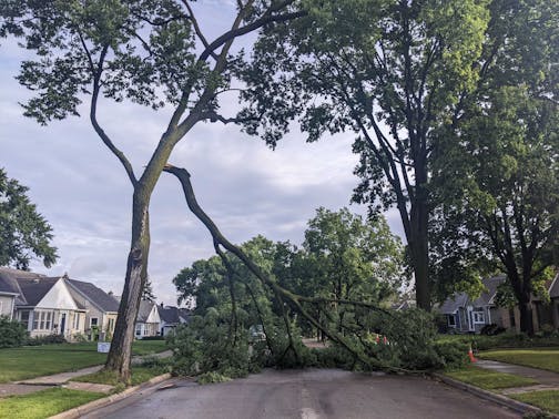 A large tree branch snapped from a tree into the road.