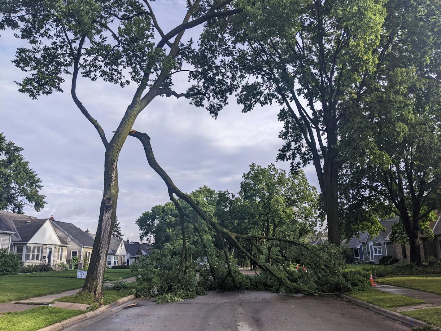 A large tree branch snapped from a tree into the road.