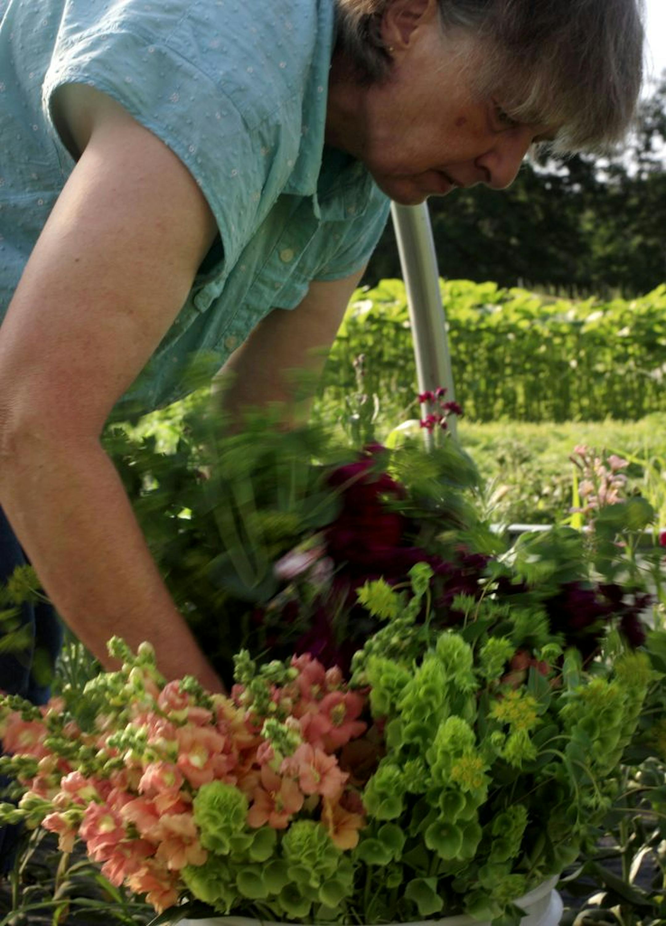 Jane Merdan of Classic Bouquets flower farm in Avon, MN, cuts and prepares flowers in one of her greenhouses to deliver tomorrow to businesess in St. Colud and the surrounding area. June 27, 2012.