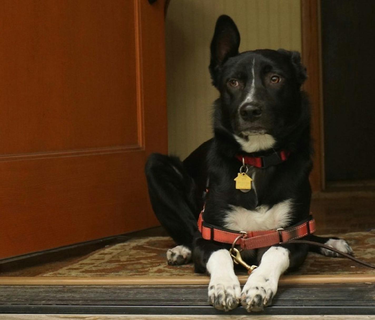 The first thing we have to do when guests come over is make sure Angus is calm and not too close to the front door.