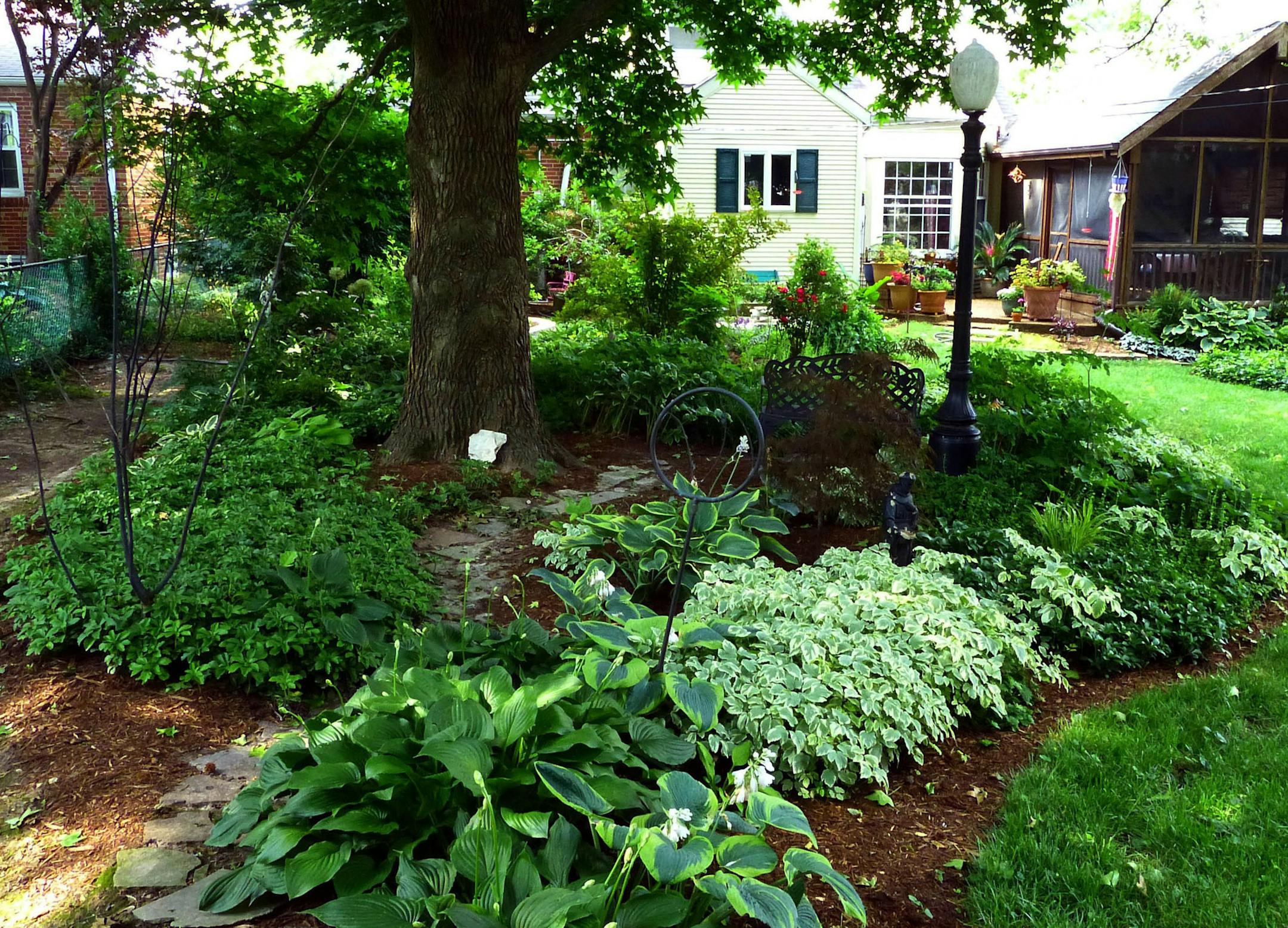 A swath of the slow-spreading evergreen groundcover Pachysandra is shown at left, in mid-June. (Fred Ortlip/St. Louis Post-Dispatch/TNS)
