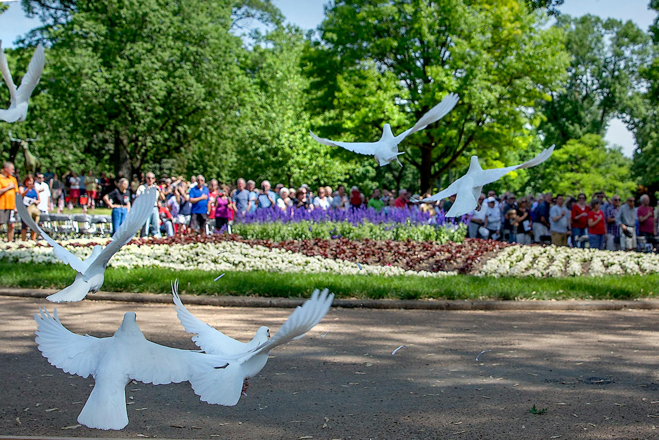 Doves made their way into the sky during their release to symbolize peace at the annual Memorial Day Ceremony at Lakewood Cemetery, Monday, Ma 28, 2018 in Minneapolis, MN.