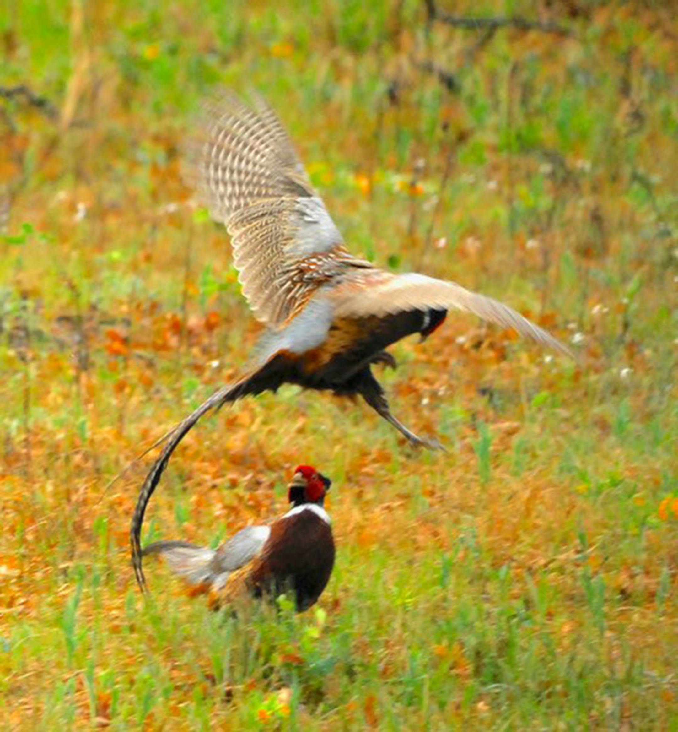 Roosters, with one pair fighting (it was spring). Jim Williams photo