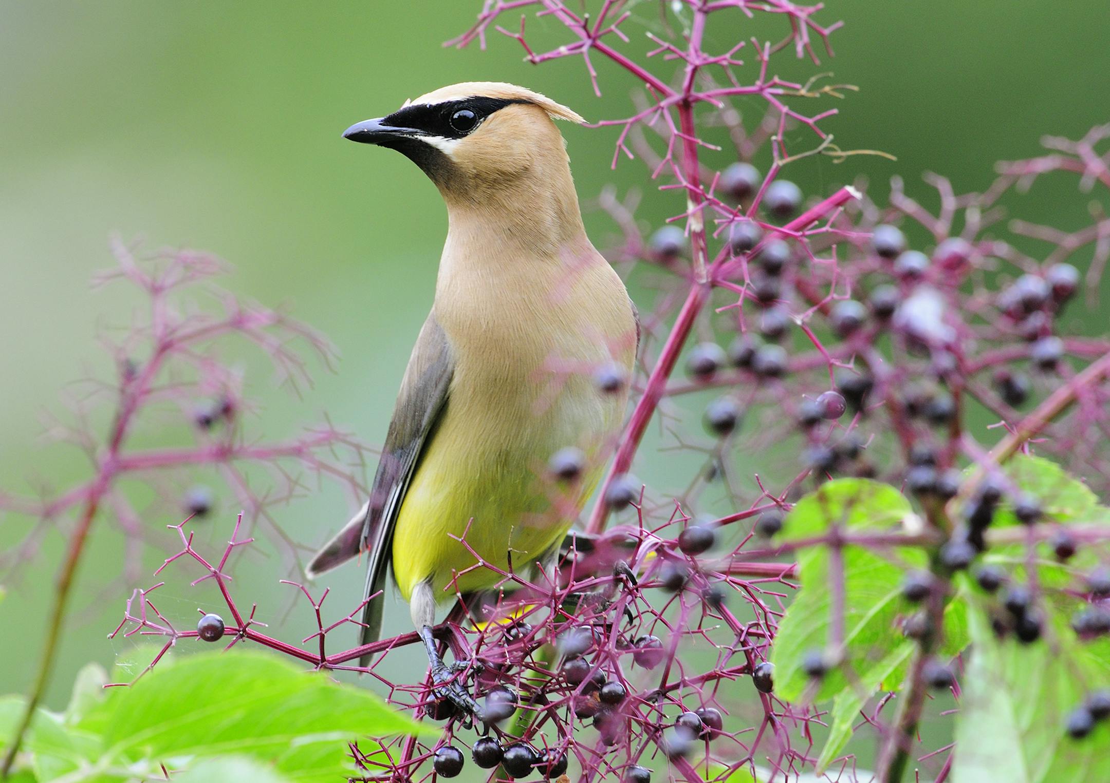 DO NOT USE! ONE-TIME USE WITH BILL MARCHEL PHOTOGRAPHY ONLY Photo by Bill Marchel. A cedar waxwing pauses while feeding on elderberries. Photographers can often find birds by identifying their preferred food source.