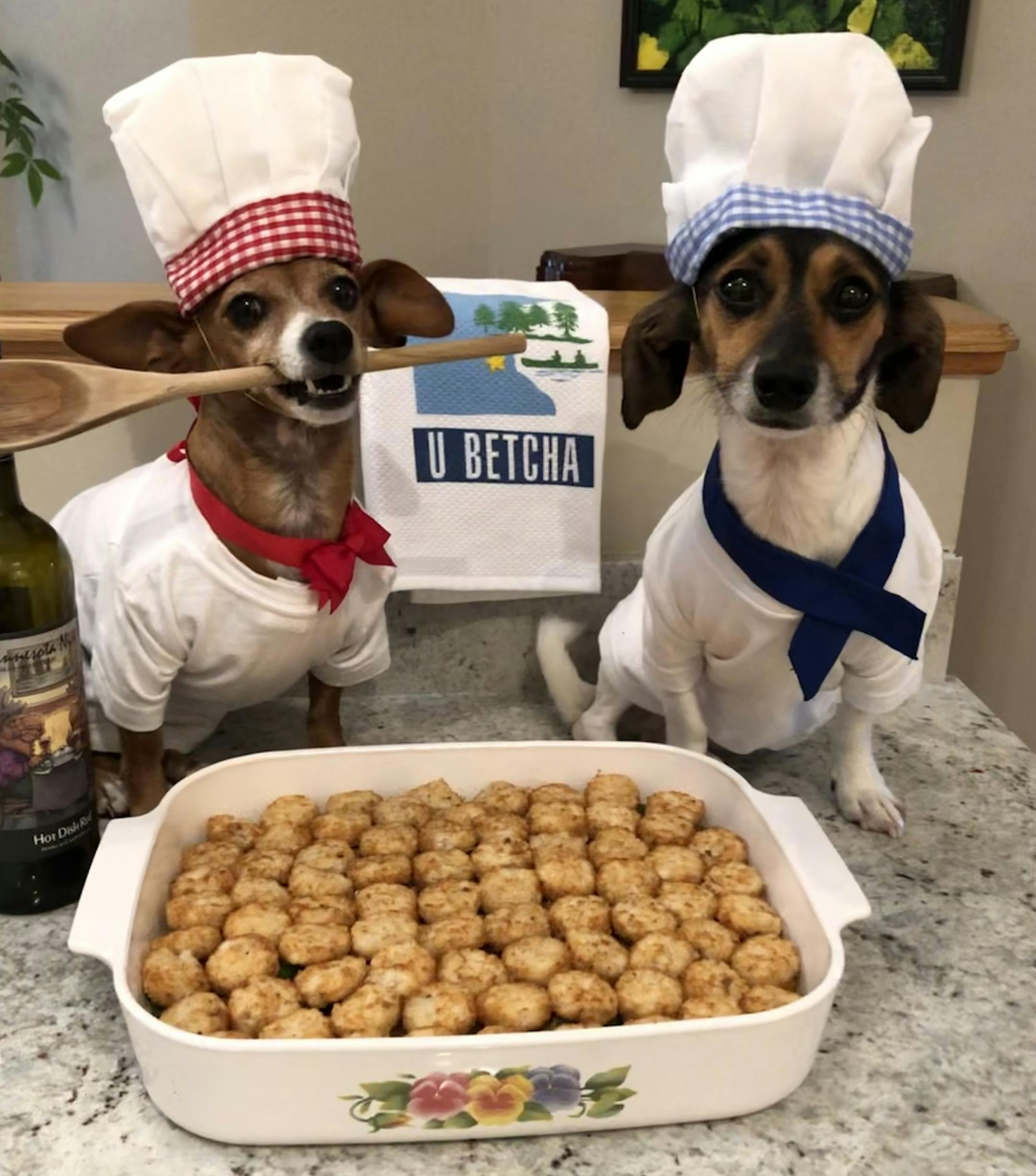 Minnesota inspired:
First place
Pet: Cinnamon and Sammy
Owner: Ruth Reilly, of Plymouth
Comment: “These dogs love to pose,” said Reilly of Cinnamon and Sammy, who also have an Instagram account, (@cinnamon_and_sammy), where you’ll see the dogs dressed up as everyone from Janis Joplin to George Washington. When the dogs posed as hot dish chefs, “they didn’t eat it because there’s onion in it,” Reilly said. “I cooked that for my family, but t