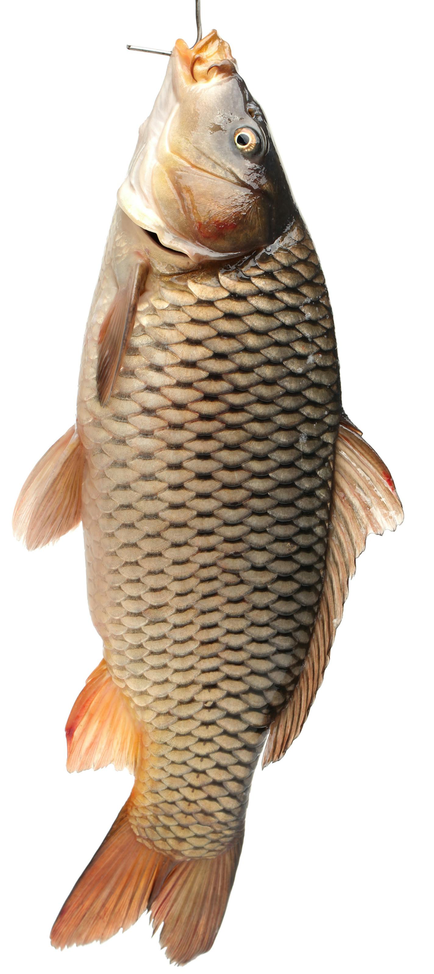 Common carp on white background