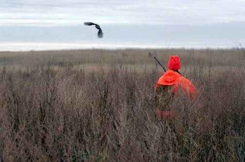 Doug Smith/Star Tribune; Oct. 19, 2013; Dan Rendulich of Duluth watches a hen pheasant flush ahead of him in thick cover on the South Dakota pheasant opener.