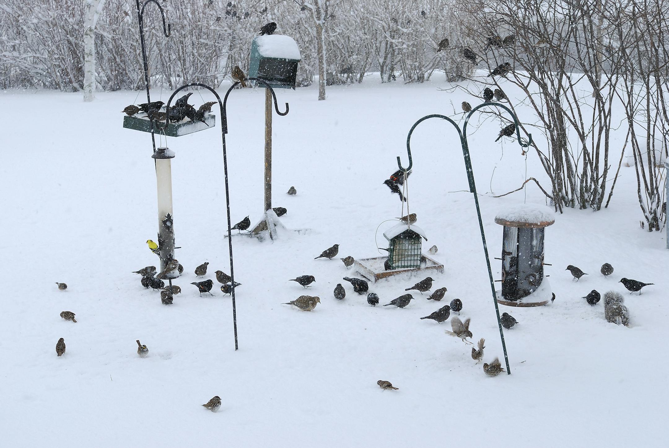 The greater the variety of bird feedes and food you supply, the more birds you will attract. A combination of feeders and versitile landscaping will draw a divesity of birds to your property.