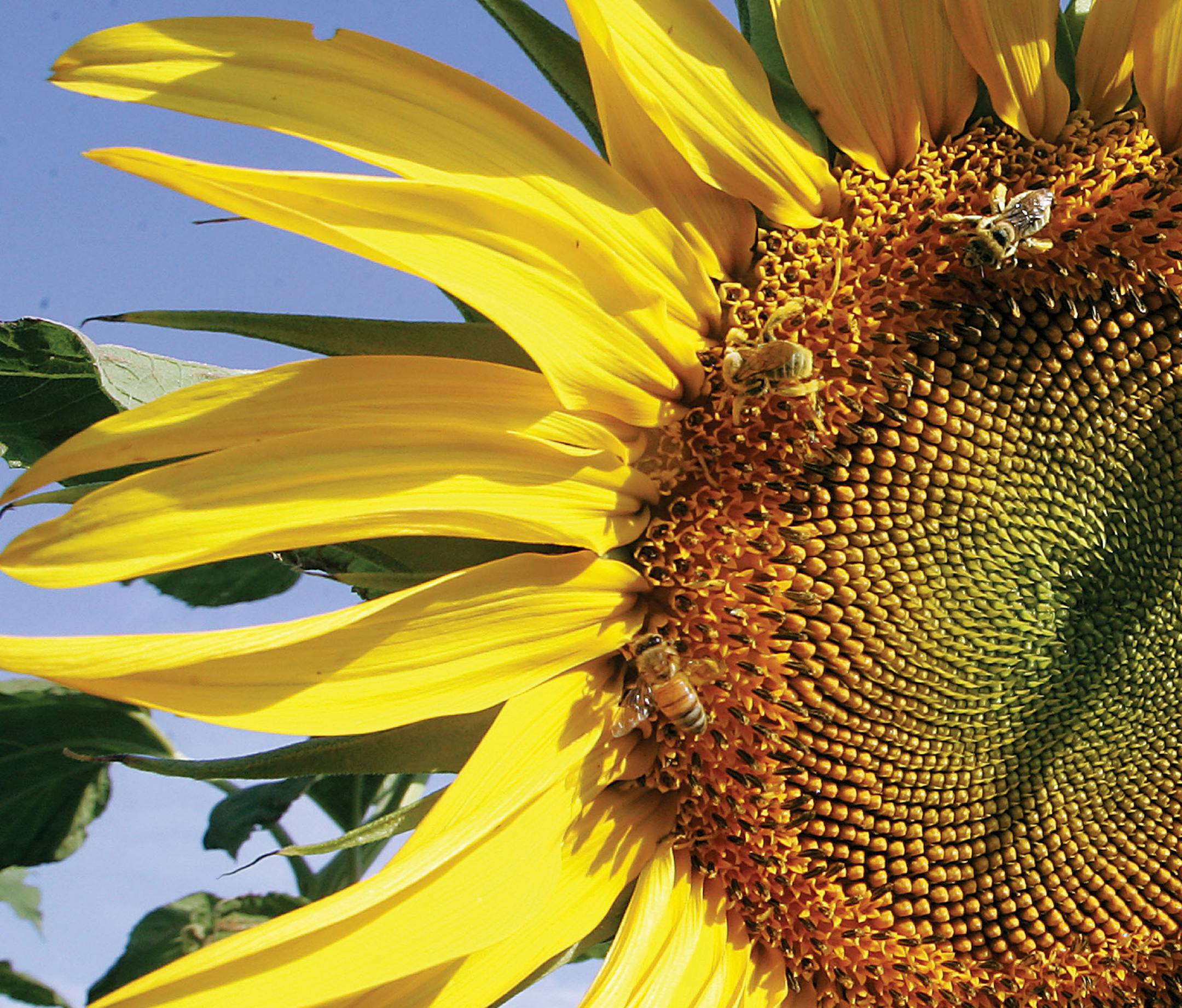 Honey bees gather pollen on a giant sunflower near Benton City Monday afternoon Aug. 12, 2013. According to the National Weather Service the Mid-Columbia will be hot again Weenesday with highs expected to be from 95 to 100. (AP Photo/Tri-City Herald, Richard Dixon) ORG XMIT: MIN2013091918315983